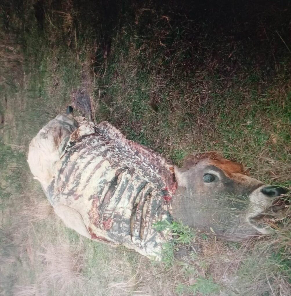 Vaca Jersey prenha foi alvo dos abigeatários