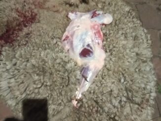 Abigeatário é preso em flagrante com partes de ovelha abatida