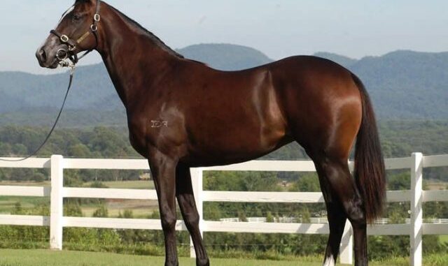 Cavalos: criação movimenta o agronegócio brasileiro